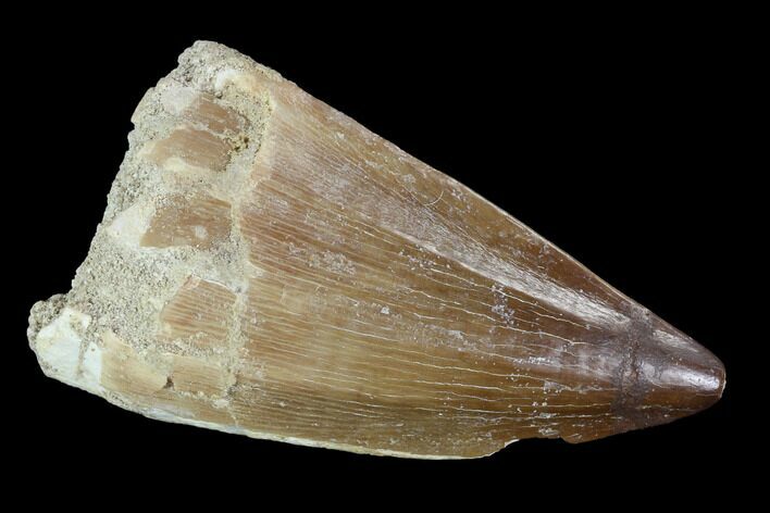 Mosasaur (Prognathodon) Tooth #96791